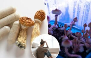 Os cientistas descobrem que apenas uma dose de “cogumelos mágicos” pode aliviar a depressão Os cientistas descobrem que apenas uma dose de "cogumelos mágicos" pode aliviar a depressão