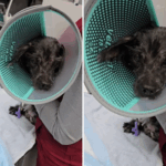 Os policiais chamam para lidar com o cachorro Dans "para os dias", não preparados para o que eles encontram