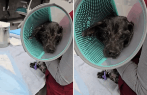 Os policiais chamam para lidar com o cachorro Dans “para os dias”, não preparados para o que eles encontram Os policiais chamam para lidar com o cachorro Dans "para os dias", não preparados para o que eles encontram