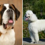 Os proprietários carregam a casa de St. Bernard, podle mix-shock para o que ela cresce