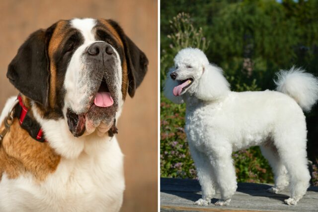Os proprietários carregam a casa de St. Bernard, podle mix-shock para o que ela cresce

