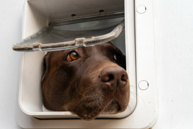 Os proprietários mostram o cachorro como animais, sem anteriores para o que está indo a seguir

