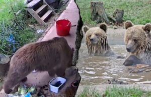 Os ursos escapam da capa do Park Wildlife Park e do feriado da semana para o mel da semana Os ursos escapam da capa do Park Wildlife Park e do feriado da semana para o mel da semana