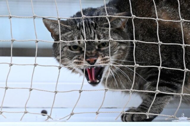 Por que o gato de montanha normalmente gentil atacou de repente seu dono?

