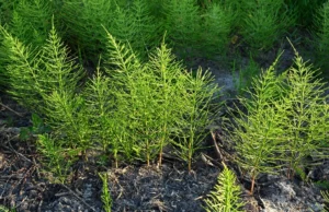 Praga da batata no tomate: como impedir? (Pulverização) Praga da batata no tomate: como impedir? (Pulverização)