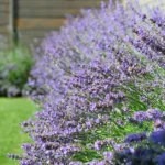 Quando cortar lavanda? Como cortar lavanda no verão para desfrutar de flores e formação?