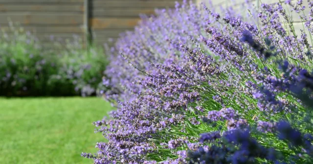 Quando cortar lavanda? Como cortar lavanda no verão para desfrutar de flores e formação?


