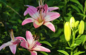 Quando cortar os lírios decorre? Você corta o lírio depois de florescer? O que fazer com Lily Hastes após a floração? Quando cortar os lírios decorre? Você corta o lírio depois de florescer? O que fazer com Lily Hastes após a floração?