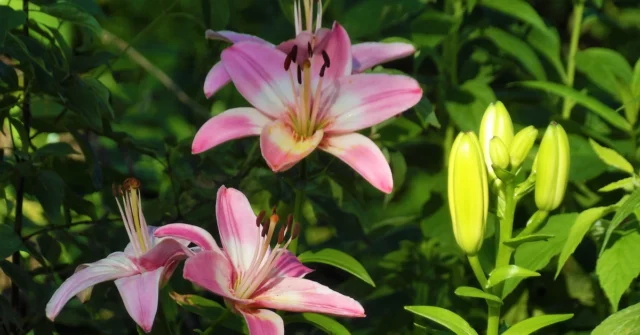 Quando cortar os lírios decorre? Você corta o lírio depois de florescer? O que fazer com Lily Hastes após a floração?

