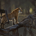 Ranthambhore lindos pedidos para icônico Tigress Artaread (T84)