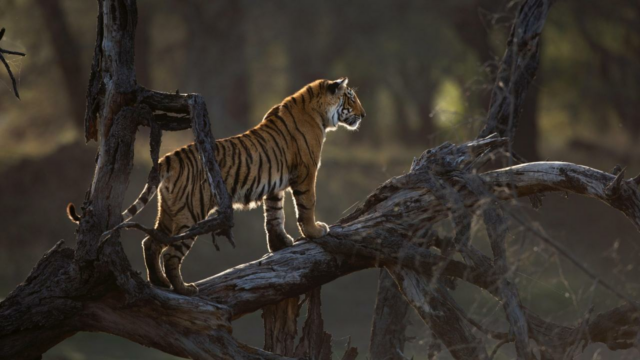 Ranthambhore lindos pedidos para icônico Tigress Artaread (T84)

