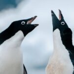 Relatórios sobre o comportamento homossexual dos pinguins na Antártica estavam escondidos por mais de 100 anos