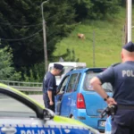 Roundup do agressor de atirar em um velho Wieś. Foram assumidos por policiais de todo o país