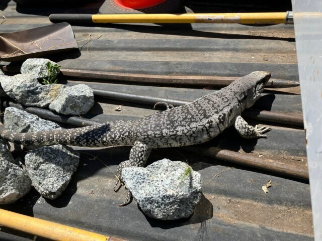 Santa Clara Park Rangers Lasso grande lagarto solto

