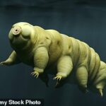 Minuto ainda poderoso tardigrado