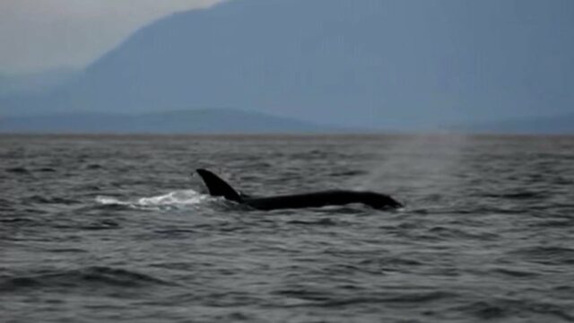 Uma orca ao longo da superfície