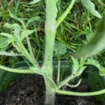Tomando folhas de tomate. Como reconhecer lobos? (Fotos)