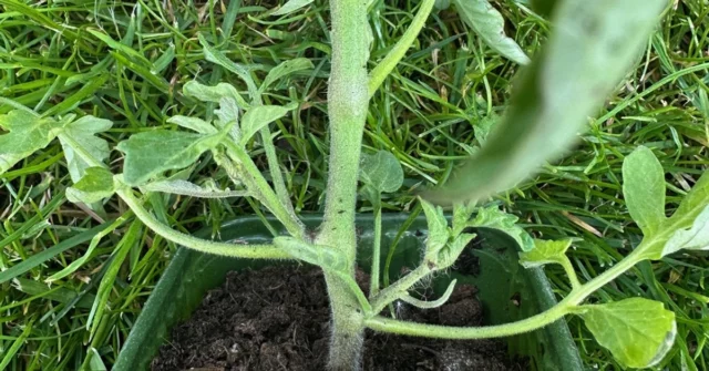 Tomando folhas de tomate. Como reconhecer lobos? (Fotos)

