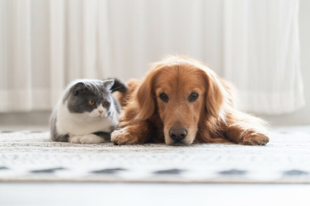 Um filhote de ouro de ouro quer olhar para o irmão do gato, mas há um problema

