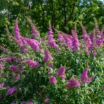 Um lugar em vez de hortênsias. Como substituir as hortênsias? O que são flores semelhantes às hortênsias?