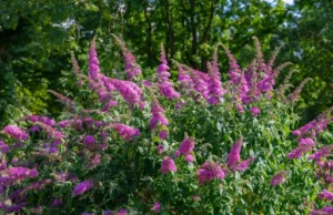 Um lugar em vez de hortênsias. Como substituir as hortênsias? O que são flores semelhantes às hortênsias? Um lugar em vez de hortênsias. Como substituir as hortênsias? O que são flores semelhantes às hortênsias?