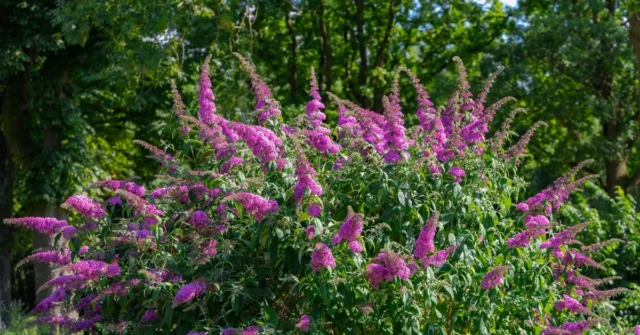 Um lugar em vez de hortênsias. Como substituir as hortênsias? O que são flores semelhantes às hortênsias?


