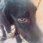 Uma mulher que foi suspeita de matar um cachorro