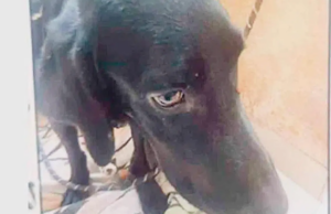 Uma mulher que foi suspeita de matar um cachorro Uma mulher que foi suspeita de matar um cachorro