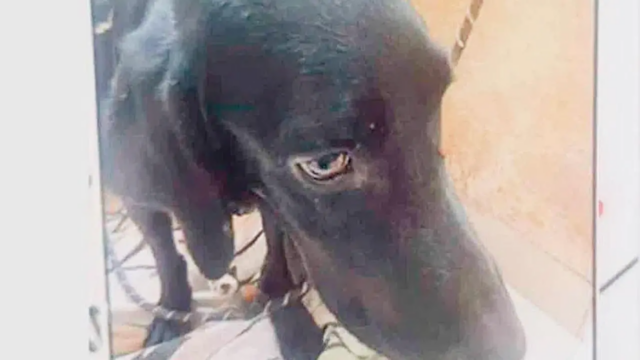 Uma mulher que foi suspeita de matar um cachorro

