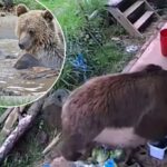 Ursos escores no parque de vida selvagem quebra e se deleita por uma semana de mel