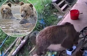 Ursos escores no parque de vida selvagem quebra e se deleita por uma semana de mel Ursos escores no parque de vida selvagem quebra e se deleita por uma semana de mel
