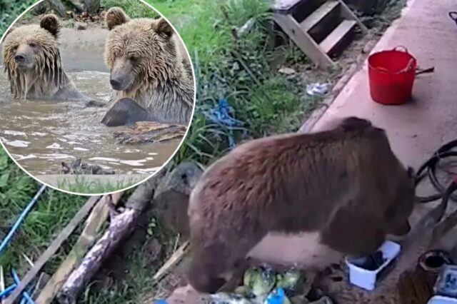 Ursos escores no parque de vida selvagem quebra e se deleita por uma semana de mel

