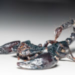 Venom de Scorpion poderia ajudar a tratar o câncer de mamãe