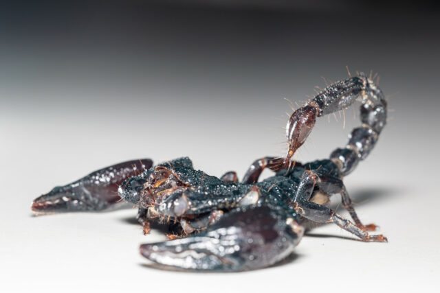 Venom de Scorpion poderia ajudar a tratar o câncer de mamãe

