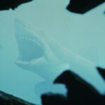 Você acha que sabe 'Jaws'? Chomp com este teste de curiosidades