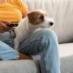 Você conhece o estresse do trabalho? Seu cachorro pode sentir isso também