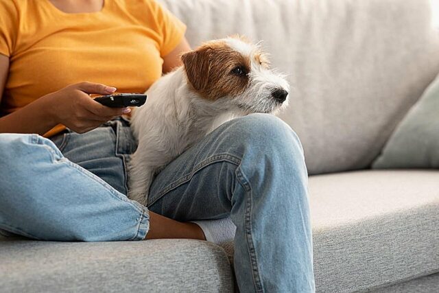 Você conhece o estresse do trabalho? Seu cachorro pode sentir isso também