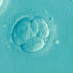 Você quer o preço da fertilização in vitro, o preço é caro? Os médicos revelam que esse método pode reduzir custos