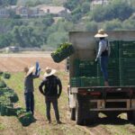 Walters: os políticos da Califórnia ignoram os problemas da agricultura, mas promovem o negócio de cinema
