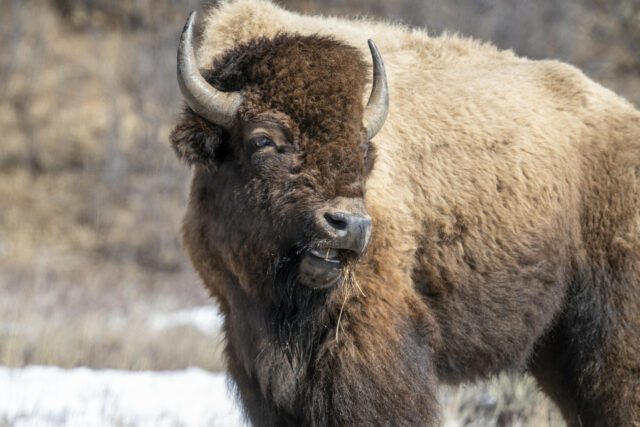 Yellowstone "Shocking" Video mostra o garoto para o bisonte

