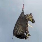 Zebra escapou capturado, avião depois da semana para o habitual