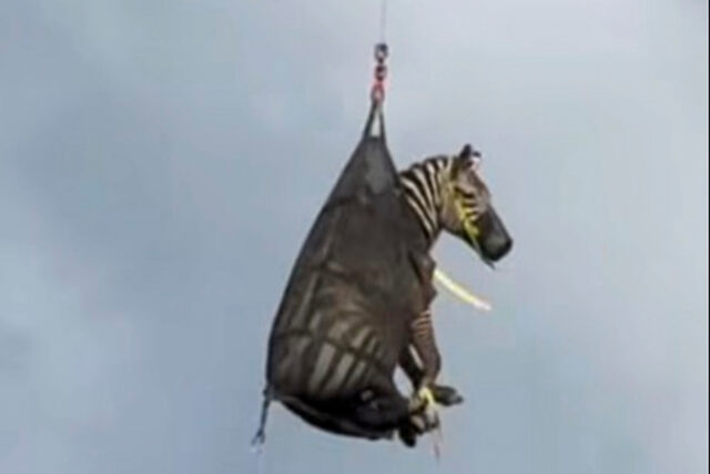 Zebra escapou capturado, avião depois da semana para o habitual

