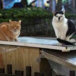 2 gatos Palo Alto que têm problemas