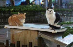 2 gatos Palo Alto que têm problemas 2 gatos Palo Alto que têm problemas