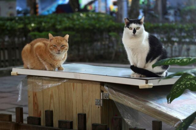 2 gatos Palo Alto que têm problemas


