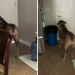 A Internet não pode enfrentar o que o cachorro 140 libras quando o proprietário sai de casa