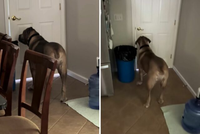 A Internet não pode enfrentar o que o cachorro 140 libras quando o proprietário sai de casa

