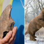 A equipe de utilitário da Flórida descobre acidentalmente uma garra enorme pertencente à preguiça gigante de 11.000 anos