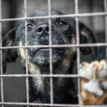 A morte do cão de abrigo em meu heate espalhou os problemas de segurança do calor
