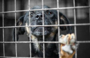 A morte do cão de abrigo em meu heate espalhou os problemas de segurança do calor A morte do cão de abrigo em meu heate espalhou os problemas de segurança do calor